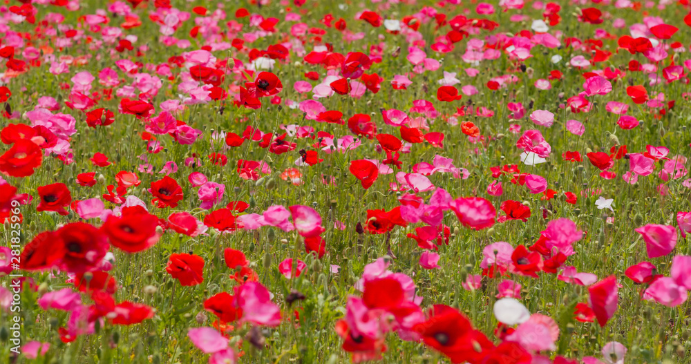 Beautiful Pink Poppy flower field garden