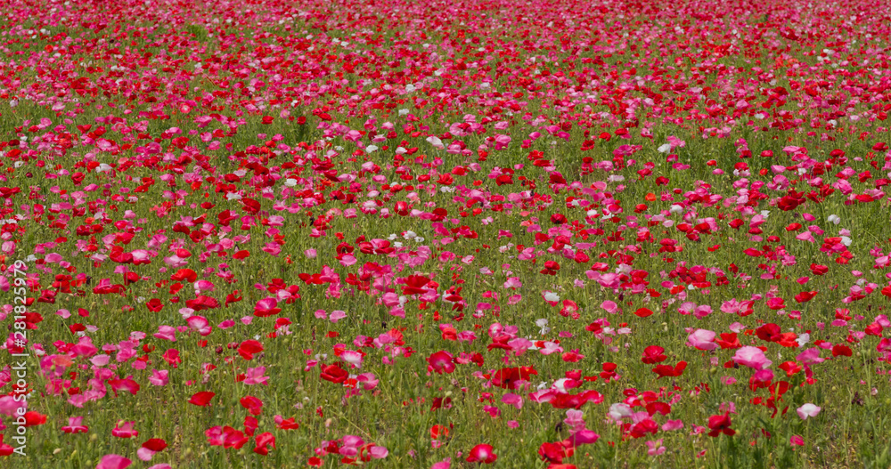 Pink poppy flower field garden