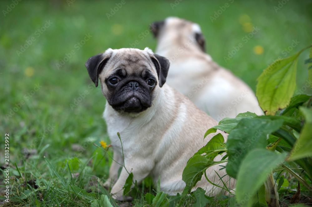 Happy Pug Dog Running on the Grass. Mouth Open