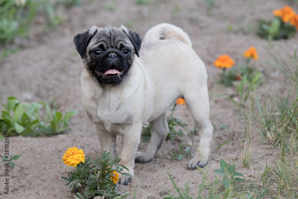 Happy Pug Dog Running on the Grass. Mouth Open