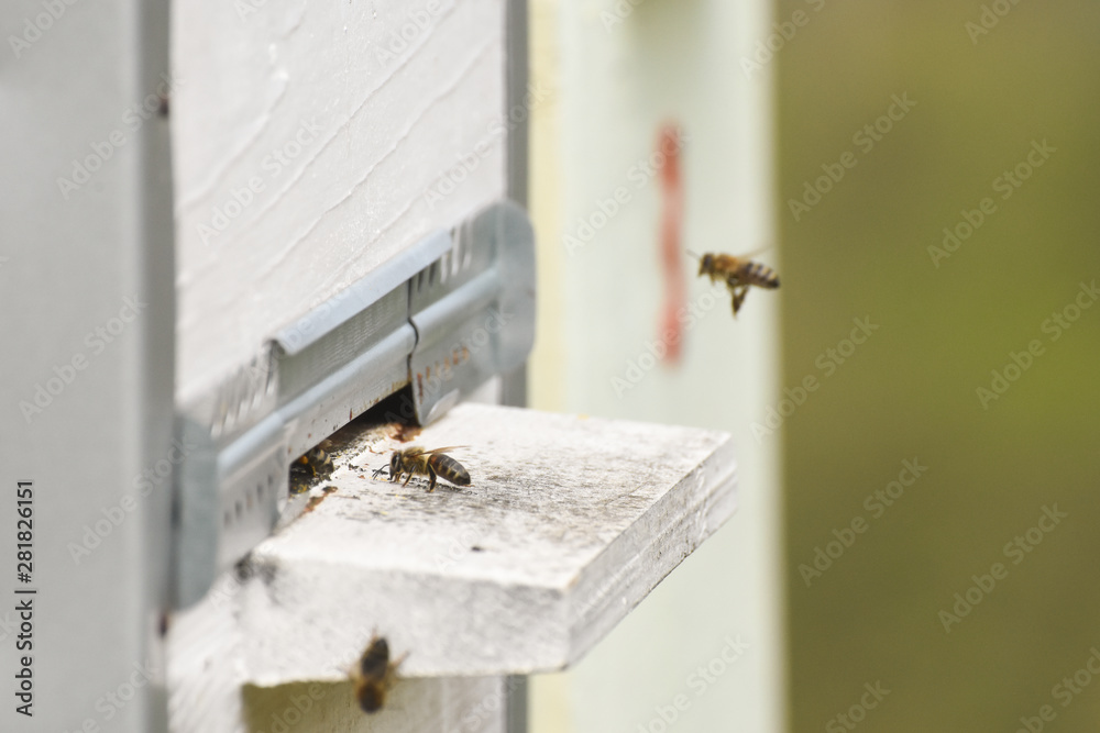 Hives in an apiary. Bees flying to the landing boards and enter the hive, bee flying to hive. Bees defending hive. Hives in an apiary. Bees flying to the landing boards and enter the hive, bee flying to hive. Bees defending hive.