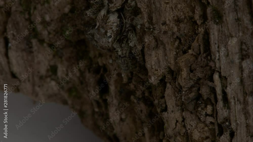 A jumping spider or Marpissa muscosa hunting on the bark of a tree. Macro shot. A jumping spider or Marpissa muscosa hunting on the bark of a tree. Macro shot.