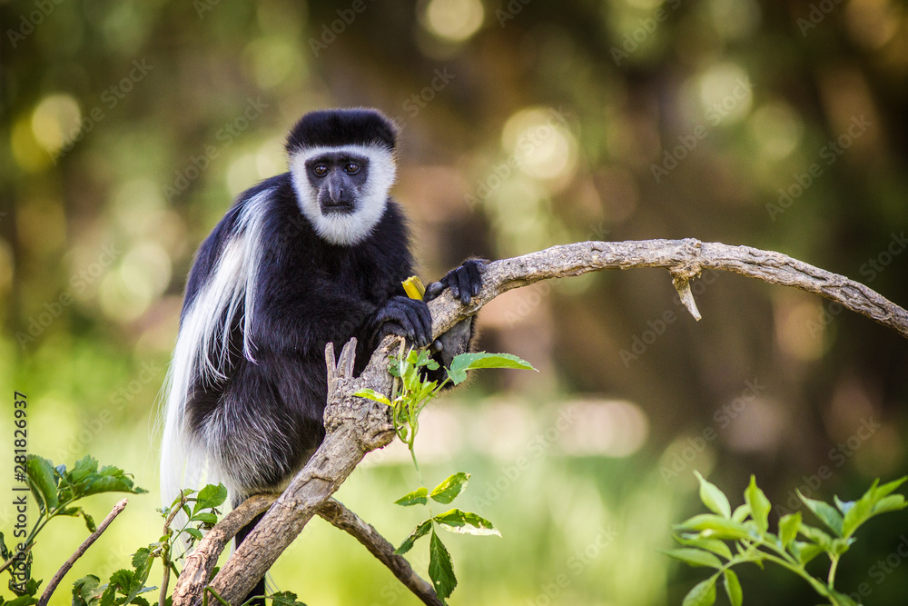 Obraz premium monkey