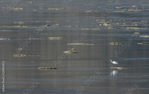 Seidenreiher in der Lagune von Strofilia, Peloponnes, Griechenland - little egret at Strofilia, Greece photo