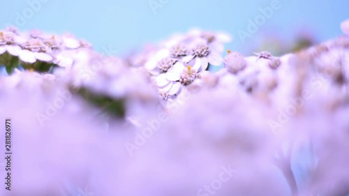 Close Up Of Rotating White Wild Flowers. photo