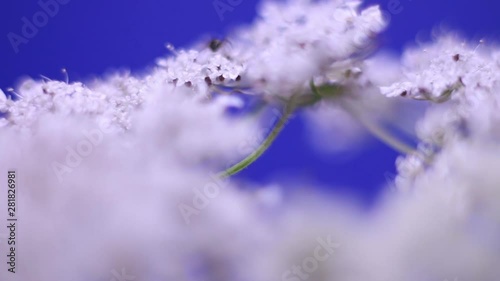 Close Up Of Rotating White Wild Flowers On Blue Background. photo