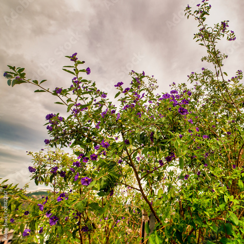 lower of solanum in a garden near la spezia photo