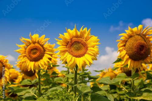 Sunflowers on a sunny day. Beautiful sunflower field. landscape of Ukraine.