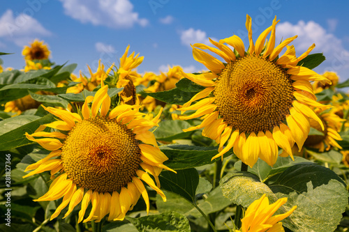 Sunflowers on a sunny day. Beautiful sunflower field. landscape of Ukraine.