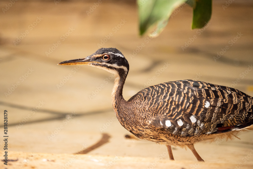 Obraz premium bird on ground