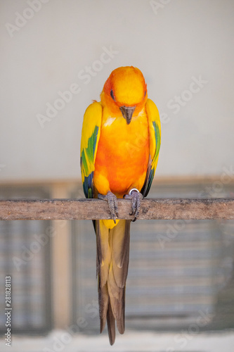 bird