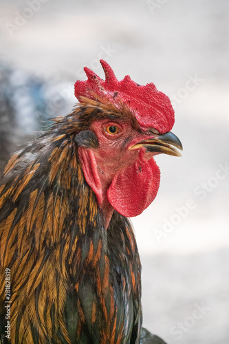 portrait of a rooster