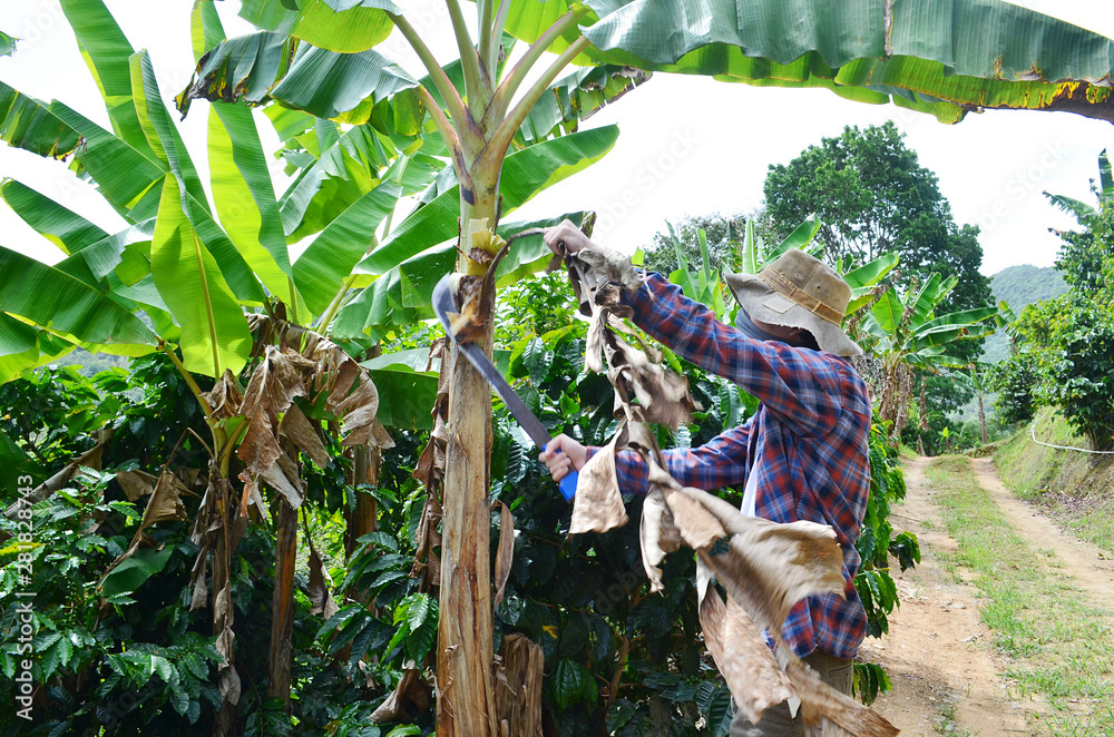Obraz premium Anonymous farmer cleaning up a lush plantain tree. Organic farm, banana tree maintenance. Plantation in Puerto Rico, plantain tree being manicured. Farmer working on banana tree next to coffee trees