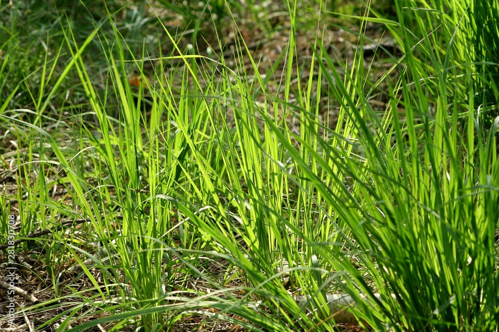 beautiful high grass in the forest on which a beam of sun is falling beautiful high grass in the forest on which a beam of sun is falling