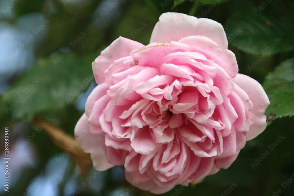 Flower head of a pink rose in a rosarium growing in Boskoop the Netherlands