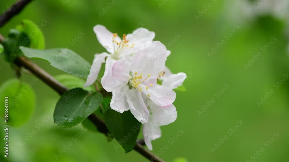 Apple tree flowers spring white awakening nature color early 4k video macro Apple tree flowers spring white awakening nature color early 4k video macro