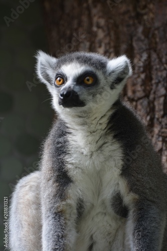portrait of a ring tailed lemur