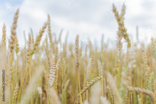 Field with young ears of wheat close up on a bright sunny day, cereals, agriculture