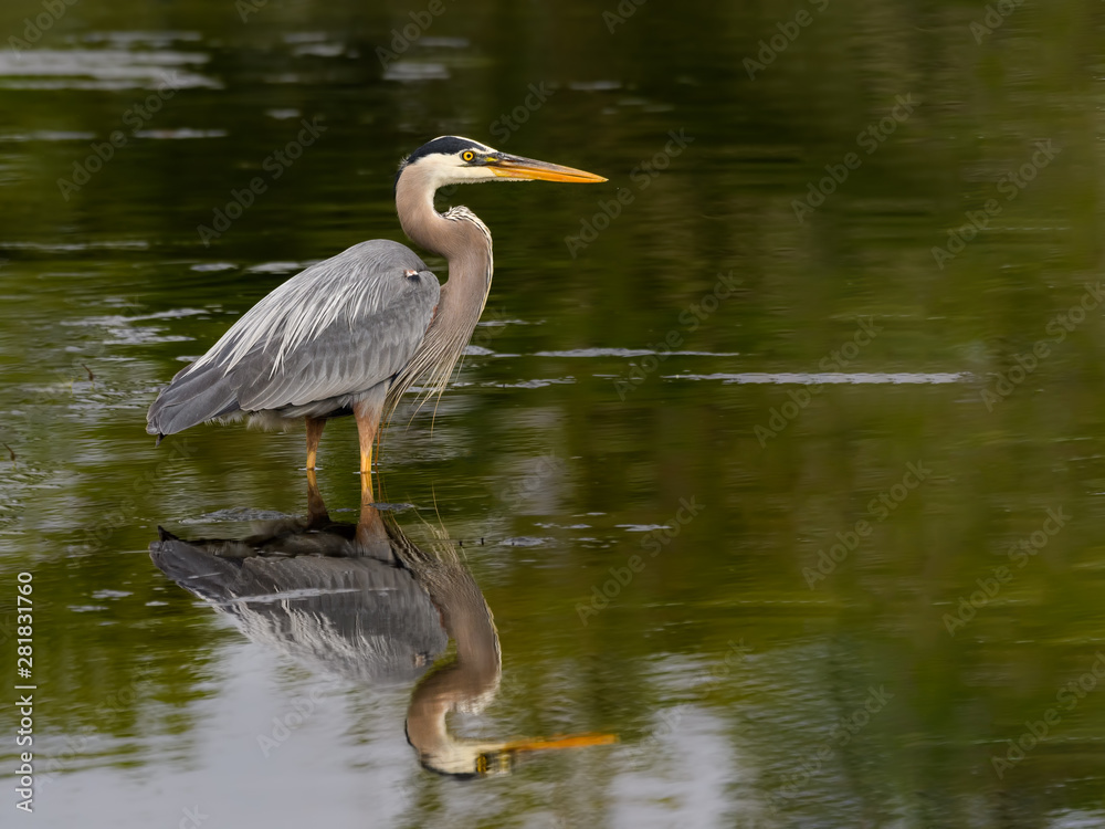 Great Blue Heron with Reflection Standing on the Pond with Green Water Great Blue Heron with Reflection Standing on the Pond with Green Water