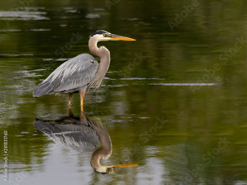 Great Blue Heron with Reflection Standing on the Pond with Green Water