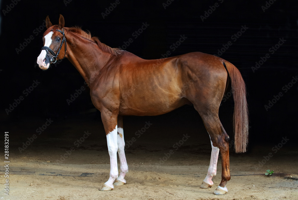 Obraz premium Dressage sportive horse portrait in dark stable doorway background