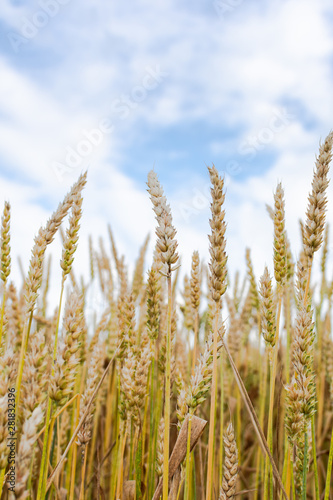 Young ears of wheat close up  grain crops  agriculture