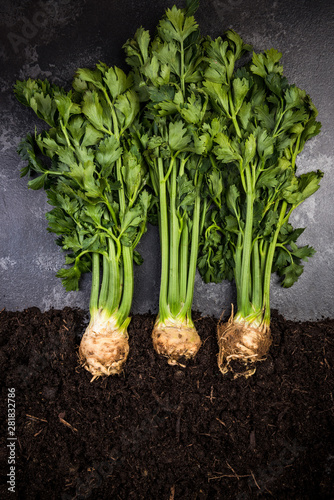 Organic Celery Growing in Soil, Creative Conceptual Image