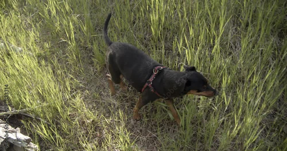 Going for a walk in Montana