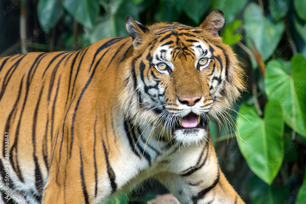 Portrait of tiger. Portrait of tiger.
