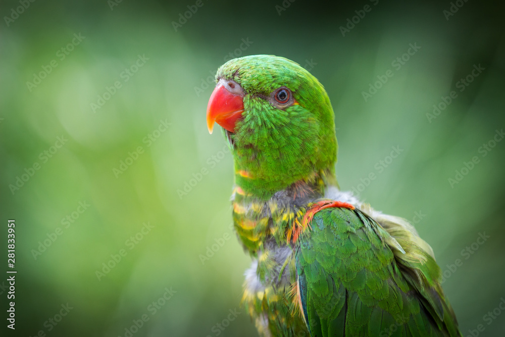 rainbow lorikeet on a branch rainbow lorikeet on a branch