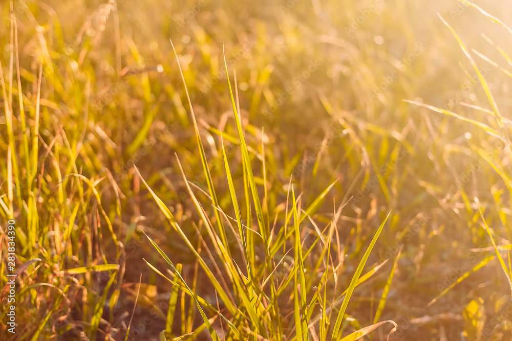 the grass in the field the grass in the field