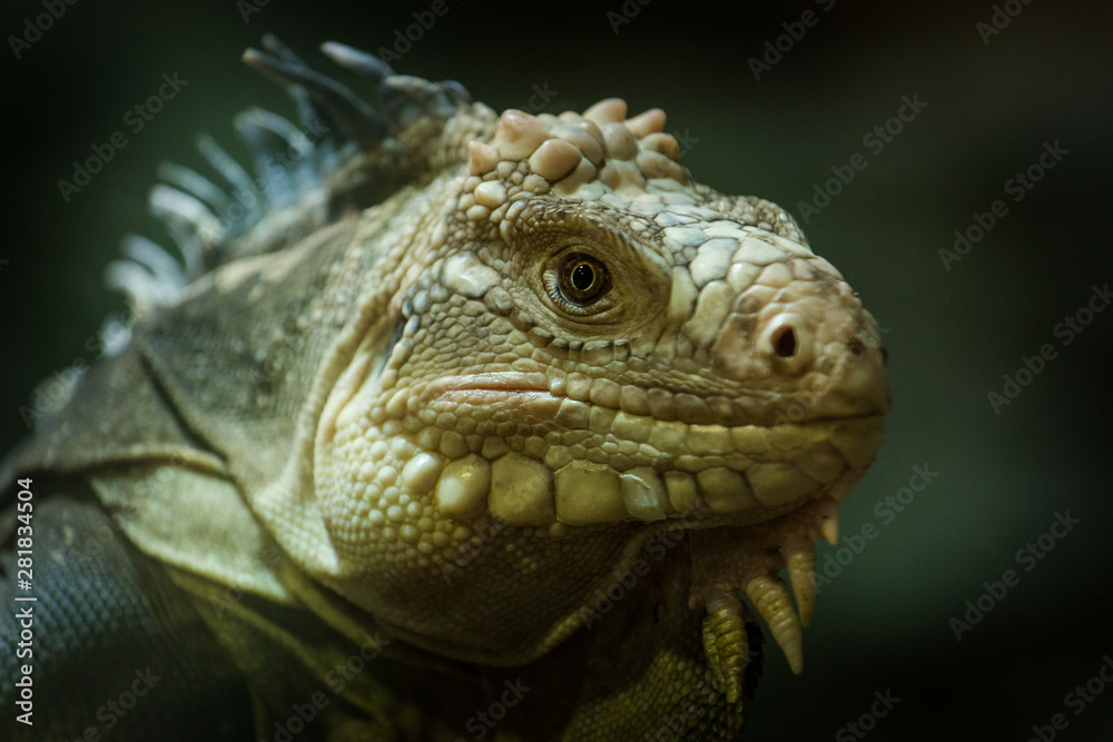lizard lizard