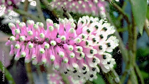 Realistic rain drops on glass window from the flower garden, 4K video.