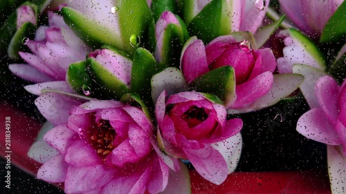 Realistic rain drops on glass window from the flower garden, 4K video.