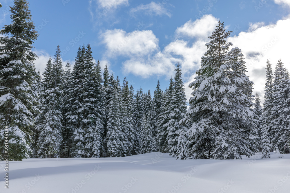 Fototapeta premium Cross-Country Skiing