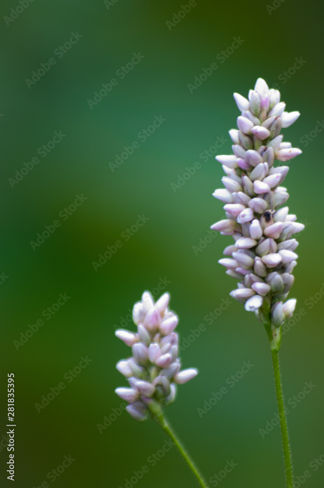 Fototapeta premium flowers