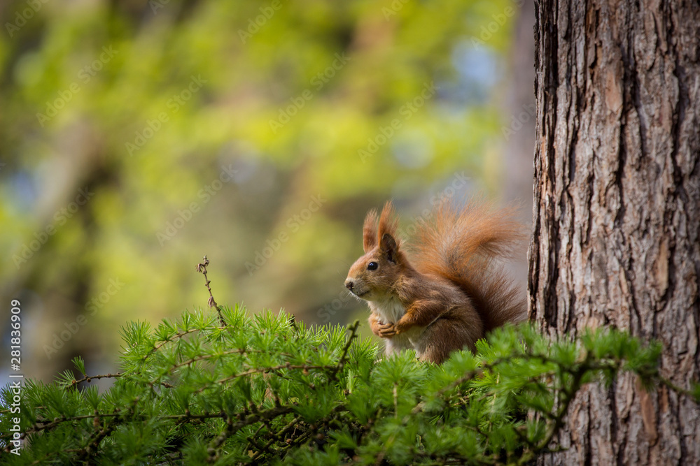 Fototapeta premium squirrel on a tree