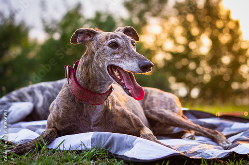 Foto Cute greyhound is resting at blanket outdoors