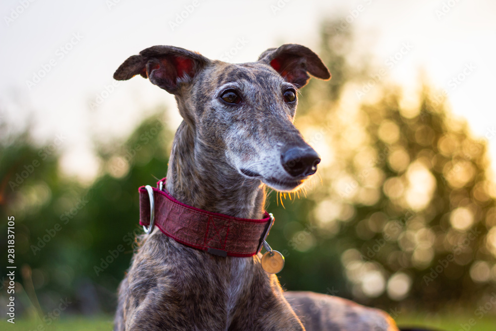 Portrait of greyhound. Purebred dog outdoors. Spanish Galgo at sunset Portrait of greyhound. Purebred dog outdoors. Spanish Galgo at sunset