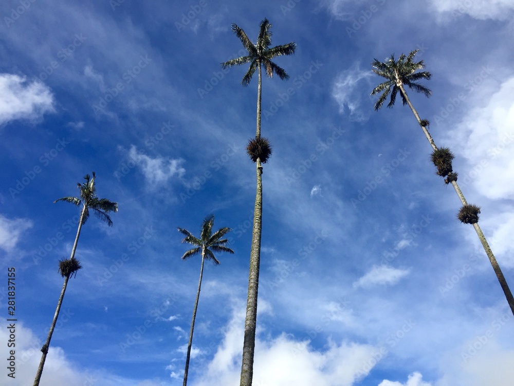 Vallée de Cocora Colombie
