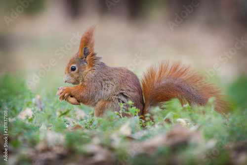 squirrel eating nuts © jurra8