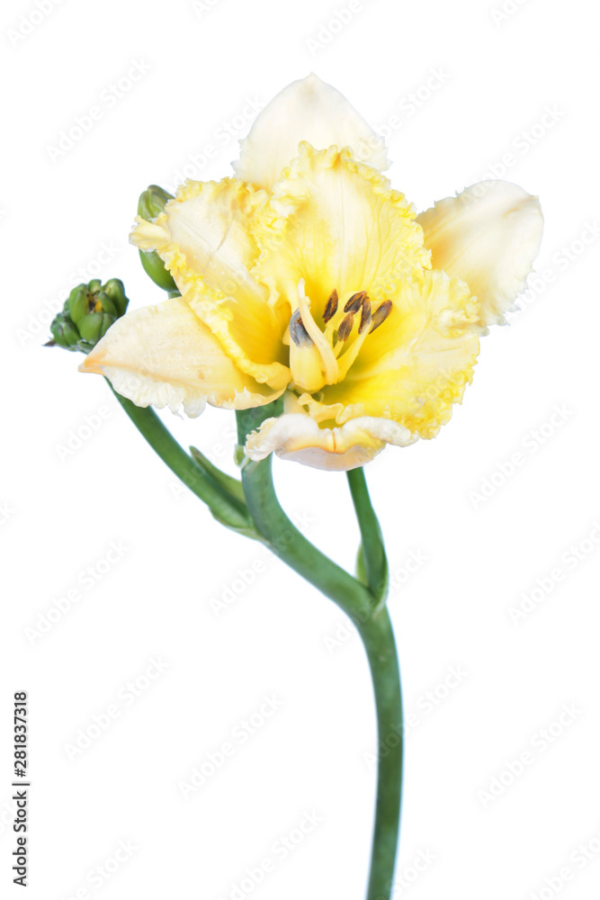 Fototapeta premium Daylily (Hemerocallis) yellow flower close-up isolated on white background
