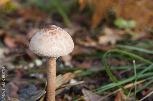 Young macrolepiota procera wild mushroom