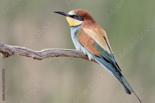 Closeup side view of European Bee-Eater bird with colorful plumage and large beak perched on branch in Gerolsheim, Germany