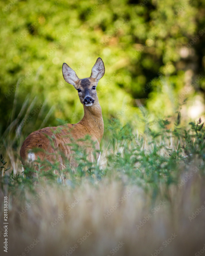 deer in grass