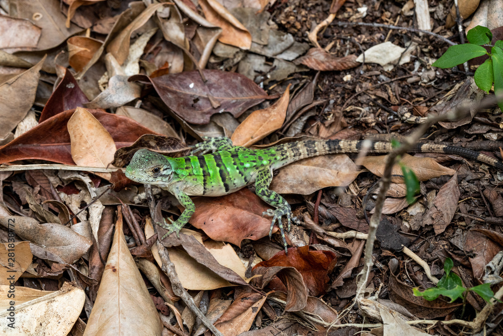 Iguana in Tulum quintana Roo Mexico