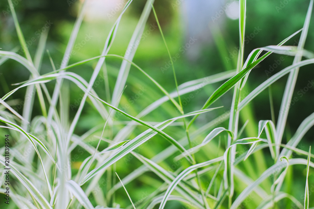 Phalaris arundinacea grass. Green and white leaves of Falaris. Abstract striped grass. Texture green background. Phalaris arundinacea grass. Green and white leaves of Falaris. Abstract striped grass. Texture green background.