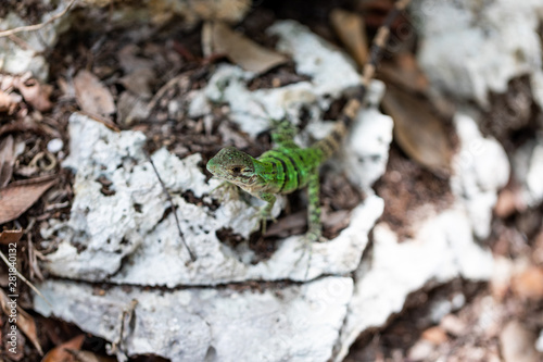 Iguana in Tulum quintana Roo Mexico