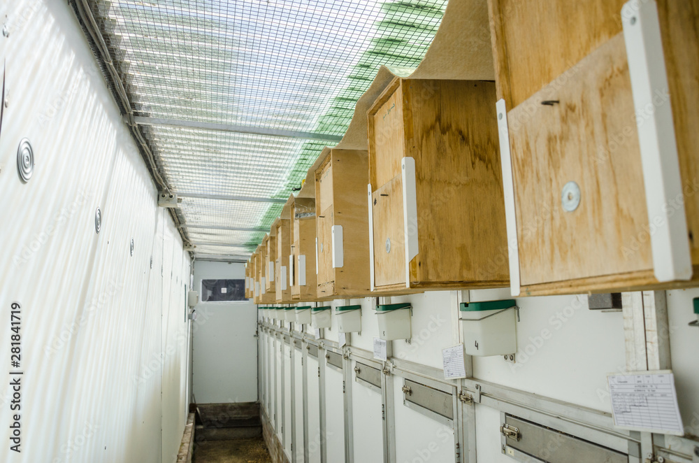 Parrots in the breeding cage place thoroughbred bird species parrots aviaries Parrots in the breeding cage place thoroughbred bird species parrots aviaries