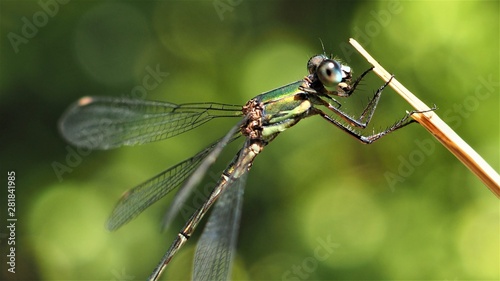 a cute green dragonfly